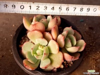 원종바닐라비스 2-146 다육식물