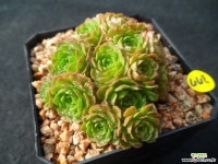 377 원종로슈라리아 다육식물