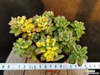 구미리 다육식물