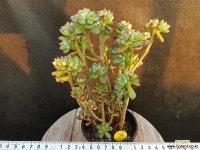 구미리 다육식물