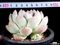 서브림 3-115 다육식물