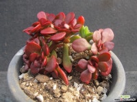 라디칸스 1629 다육식물