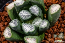 도처주니어(稻妻 Junior)-01-02-No.2855 하월시아