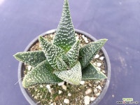 성좌  5703 선인장