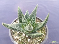 성좌  5703 선인장