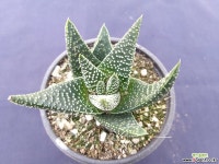 성좌  5703 선인장