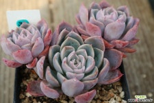 러블리핑크자연군생 다육식물