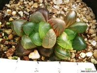 자옥로773 하월시아