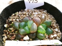 자옥로773 하월시아