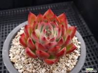 파이어필라 다육식물