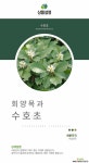 수호초 / 야생화 / 노지월동 / 주말농장 / 관상용 / 비닐포트  야생화