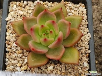 레드와인 9401-2353 다육식물