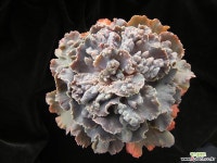 네뷸라 컷팅 소묘 (Echeveria Nebula, a cutting) 다육식물