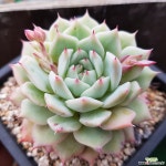 sp(30)ㅡ묵은둥이 다육식물