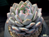 오렌지먼로 묵둥이 2-738 다육식물