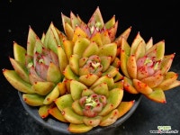 에보니교배종26 다육식물