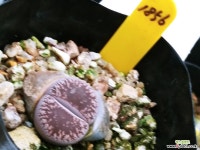 리톱스1856 리톱스/메셈