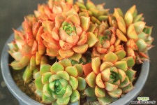 대하금 군생 (SA2049) 다육식물