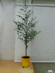 mee3775(경북농원)