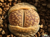 가37_ C392 aucampiae Storms´s Snowcap 실생 리톱스/메셈