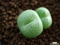 가71_ conophytum truncatum var truncatum  코노피튬