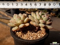 일레인 7-67 다육식물