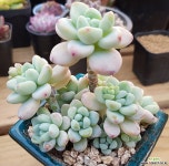 라울 다육식물