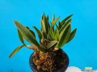 차밍루비/랜덤발송 기타 서양란