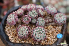 묵은목대미니마 다육식물