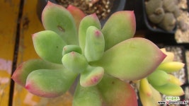 청성미인금89(적심2곳) 다육금