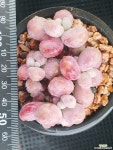 아메치스 223-3 다육식물