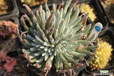 애듈리스 780223 두들레야