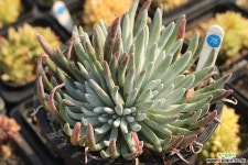 애듈리스 780223 두들레야