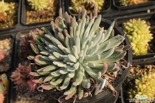 애듈리스 780223 두들레야