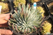 애듈리스 780223 두들레야