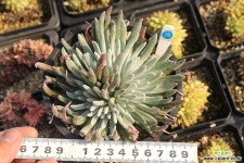 애듈리스 780223 두들레야