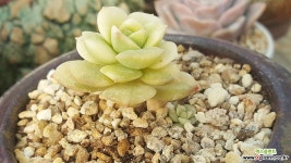 니크셔나금 다육식물