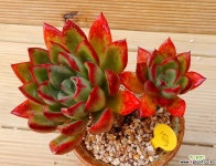 론에반스 목대 다육식물