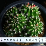 중대품 레오 1 선인장