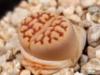 리톱스 17-15 리톱스/메셈