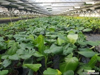 몬스테라 델리키오사  / 높이 40cm 이상 / 인테리어 식물로 최적의 품종 / 공기정화식물 초본류