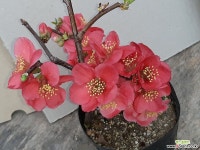 명자 분재용 야생화