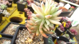 구슬얽기금90 다육금