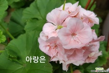 아랑은(제라늄) 초본류