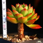 오래묵은 그린에메랄드 1 다육식물