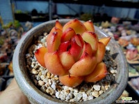 사과마리아 묵은둥이(개인소장품!!) 다육식물