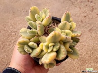 웅동자금 12-231 다육식물