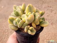 웅동자금 12-231 다육식물