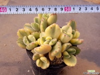 웅동자금 12-231 다육식물