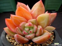 핑크샴페인 2-1107 다육식물